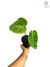 Anthurium veitchii 'Wide form na internet