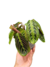 Maranta leuconeura ‘Fascinator’