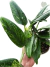 Monstera standleyana 'Albo-variegata' - comprar online