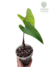 Anthurium sagittatum