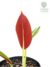 Philodendron subhastatum (pequeno) - comprar online