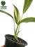 Epipremnum amplissimum 'variegata' M na internet