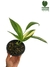 Epipremnum amplissimum 'variegata' M
