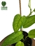 Epipremnum pinnatum 'Skeleton Key' - comprar online