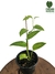 Epipremnum pinnatum 'Skeleton Key'