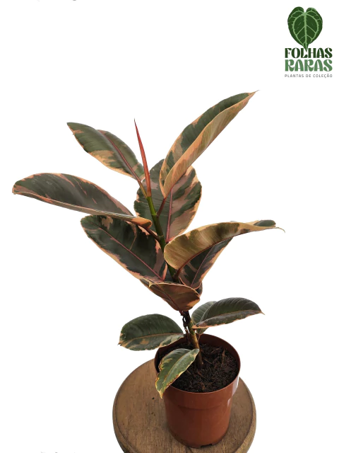 Ficus elastica 'Ruby'