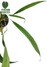 Anthurium fornicifolium - comprar online