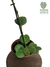 Hoya kerrii - comprar online
