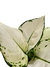 Aglaonema 'White Joy' - Folhas Raras