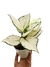 Aglaonema 'White Joy' - comprar online