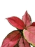 Aglaonema 'Red Elephant' - comprar online