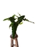 Philodendron Jobim - Philodendron maximum x Thaumatophyllum solimoesense - comprar online