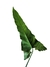 Philodendron Jobim - Philodendron maximum x Thaumatophyllum solimoesense na internet