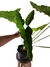 Philodendron Jobim - Philodendron maximum x Thaumatophyllum solimoesense