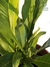 Niphidium crassifolium
