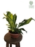 Niphidium crassifolium - comprar online