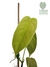 Philodendron sharoniae P