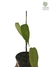 Philodendron sharoniae P - comprar online