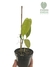 Philodendron sharoniae P na internet