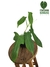 Philodendron bipennifolium