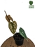 philodendron brandtianum
