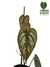 philodendron brandtianum na internet