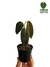 Philodendron gigas P
