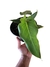Philodendron maximum P - comprar online