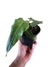 Philodendron maximum P na internet