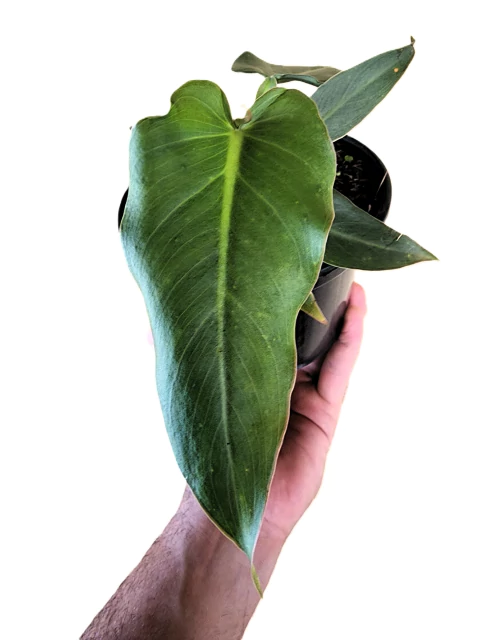 Philodendron maximum P
