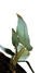 Philodendron maximum P - loja online