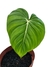 Philodendron x 'Dean McDowell' - comprar online