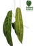 Philodendron patriciae G - comprar online