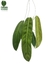 Philodendron patriciae G