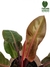 Philodendron 'Red Sun' M na internet