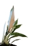 Philodendron 'Ring of fire' (baby) na internet