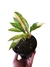 Philodendron 'Ring of fire' (baby)