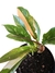 Philodendron 'Ring of fire' (baby) - comprar online