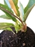 Philodendron 'Ring of fire' (baby) - Folhas Raras