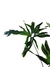 Thaumatophyllum híbrido - Thaumatophyllum spruceanum x undulatum - comprar online