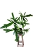 Thaumatophyllum híbrido - Thaumatophyllum spruceanum x undulatum