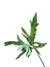 Thaumatophyllum híbrido - Thaumatophyllum spruceanum x undulatum na internet
