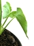 Thaumatophyllum petraeum na internet