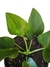 Thaumatophyllum uliginosum - comprar online