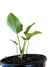 Thaumatophyllum uliginosum na internet
