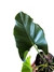 Thaumatophyllum williamsii - comprar online