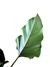 Thaumatophyllum williamsii na internet