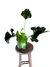 Thaumatophyllum williamsii
