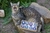 Orgonite Gatinho Zen - Turmalina + E-book Orgonites em Gatos de Brinde - Elevense