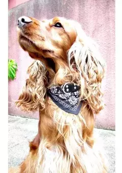 Collar C/ Bandana Para Perros Grandes 55 Cm
